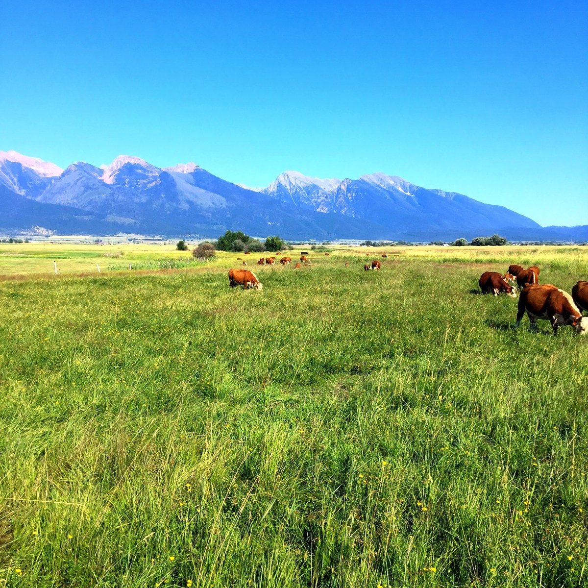 Cattle grazing below the Mission Mountains