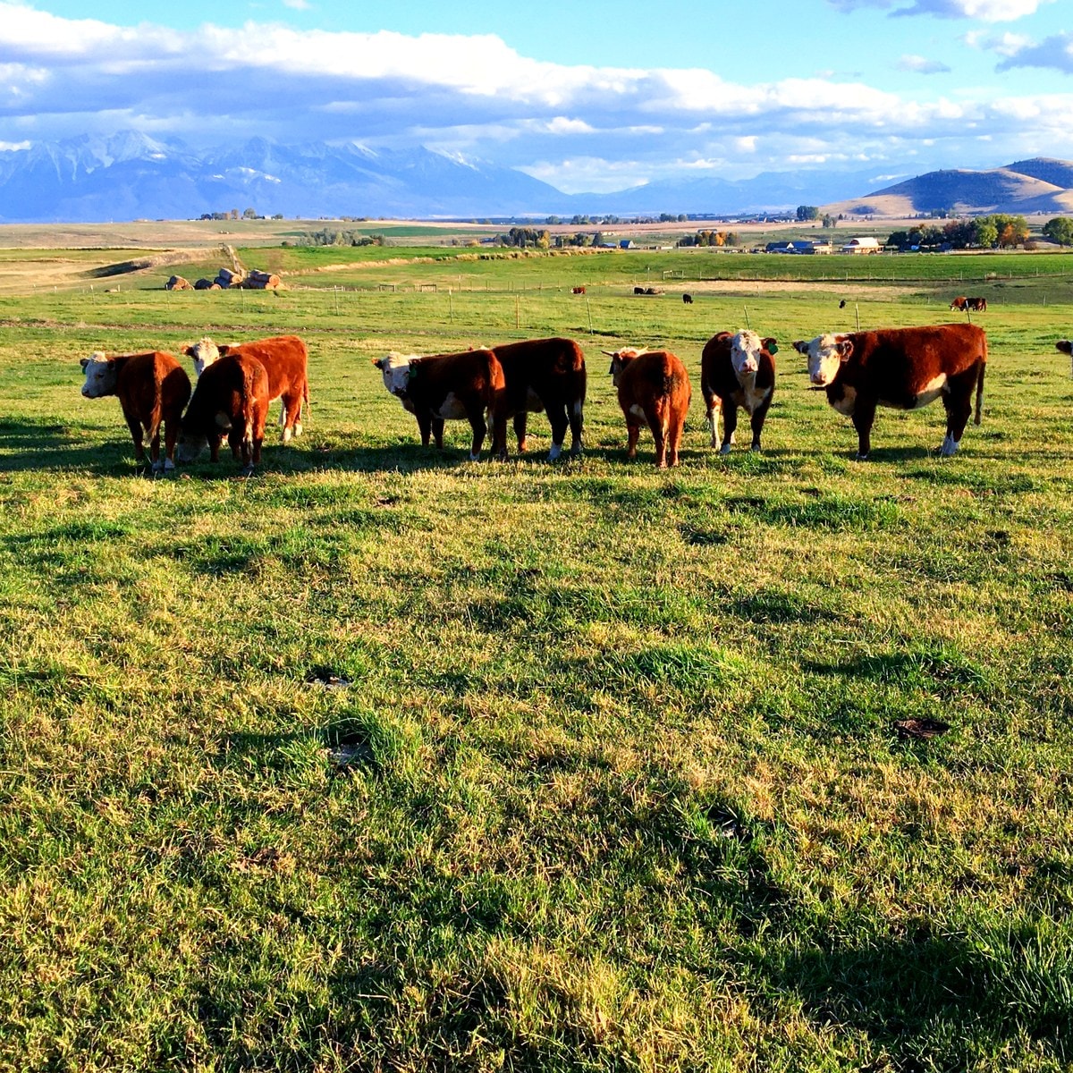 The herd out on green pasture on a clear morning