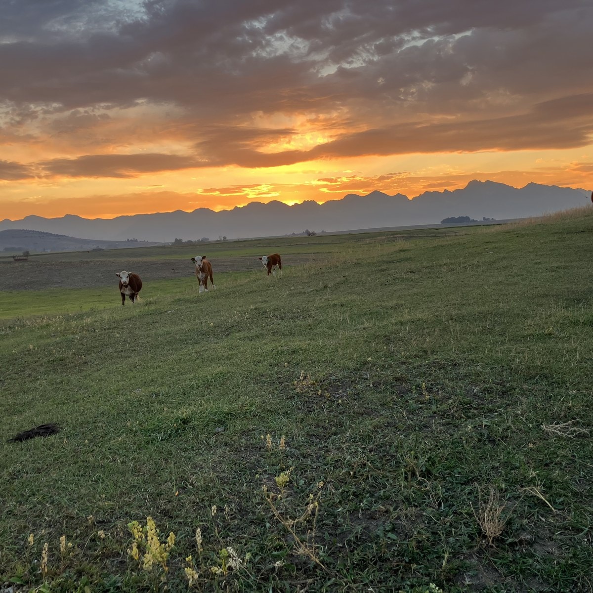 Cattle on the hillside at sunset
