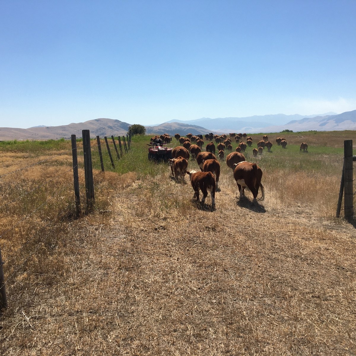 Moving the herd up the lane between pastures