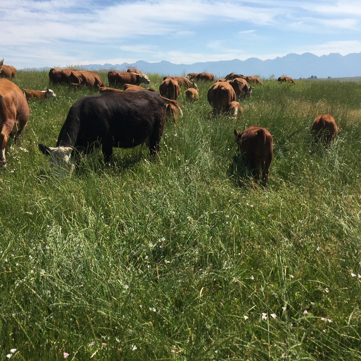 Grazing through tall summer grass