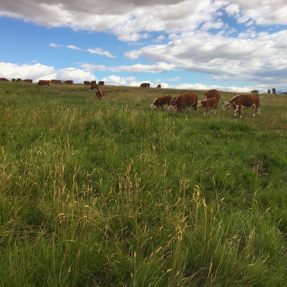 The herd working through deep pasture under a big sky