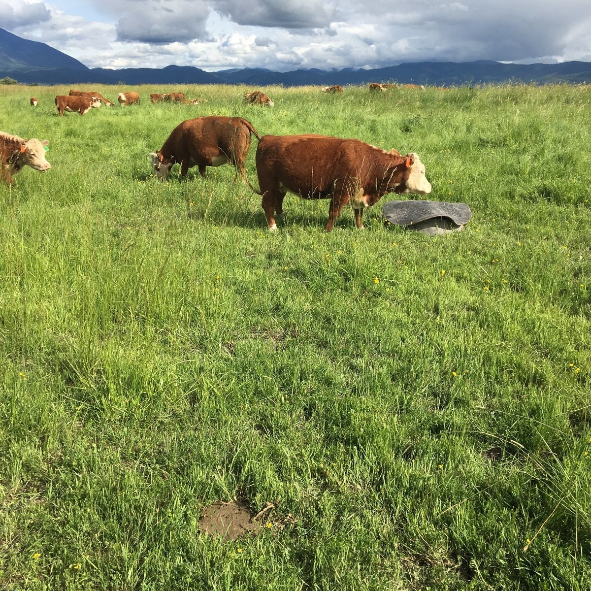 A cow and calf grazing in tall grass