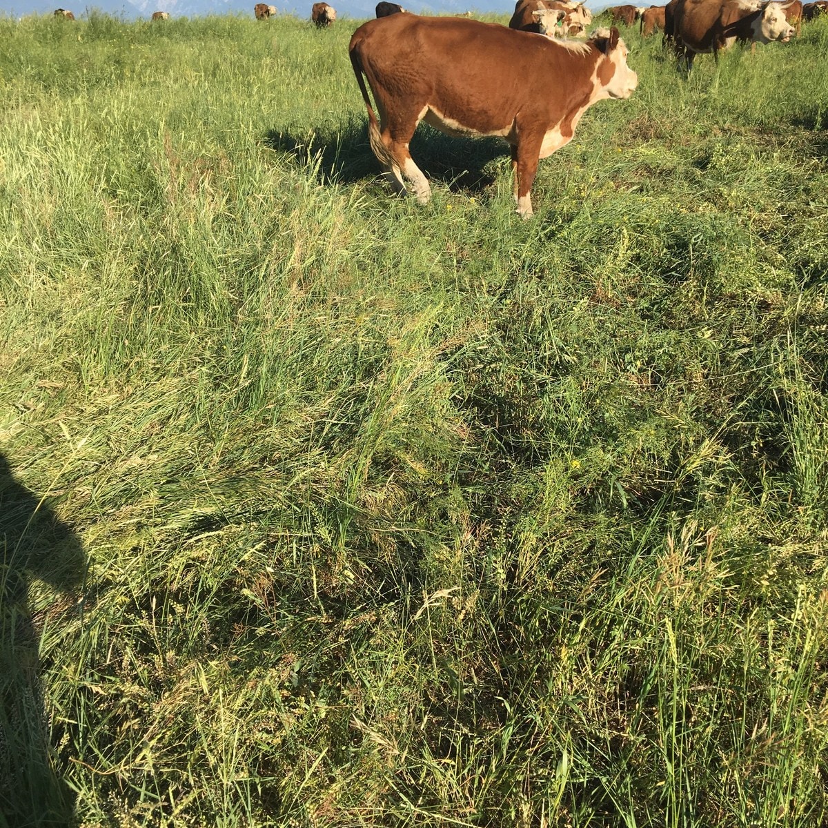A Miniature Hereford standing in belly-deep grass