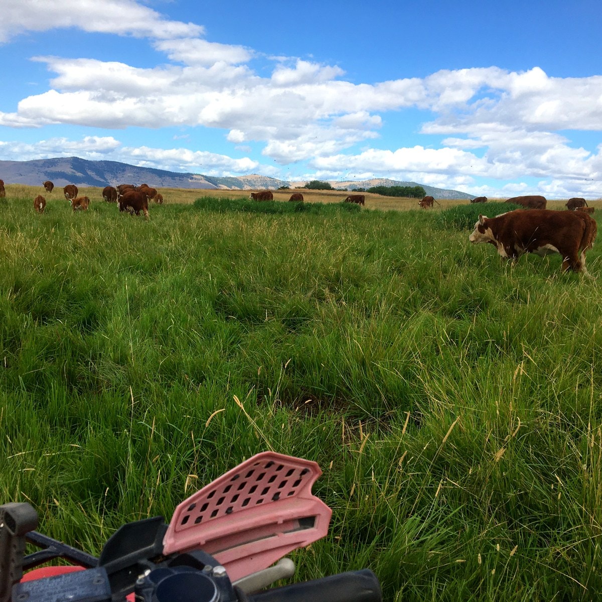 Checking the herd out in the pasture