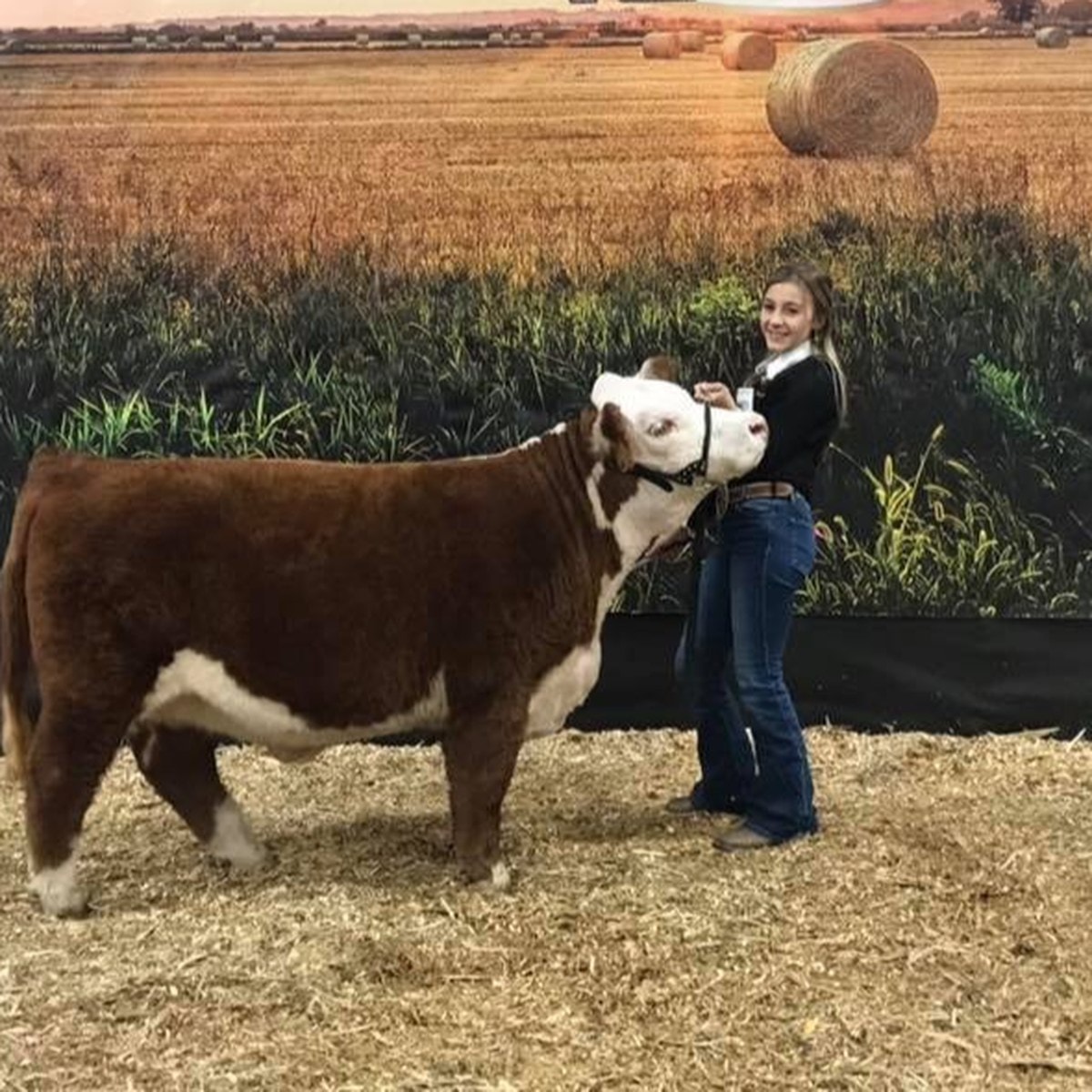 Showing a Miniature Hereford heifer