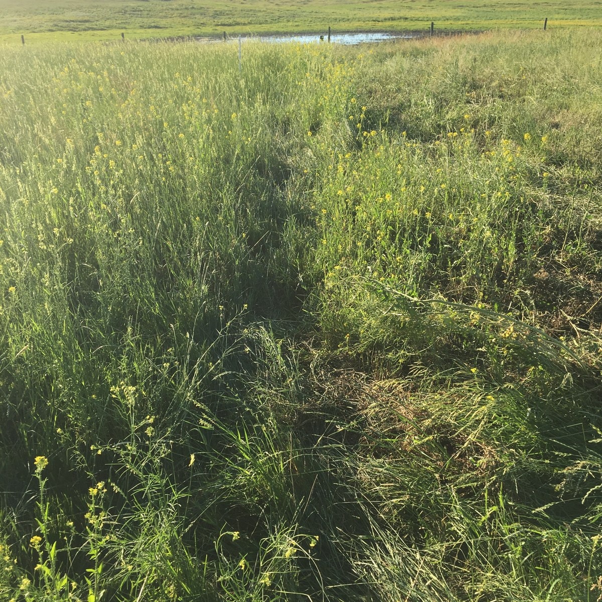 Recovering pasture and the stock pond
